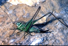 Sepiana sepium