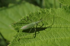 Megaloceroea recticornis