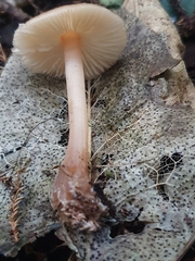 Rhodocollybia incarnata