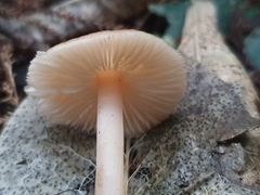 Rhodocollybia incarnata