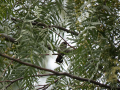 Trochilidae