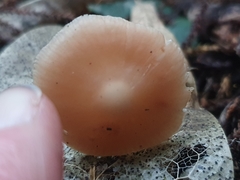 Rhodocollybia incarnata