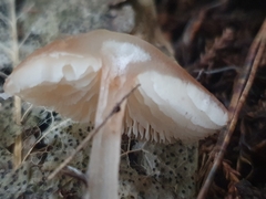 Rhodocollybia incarnata