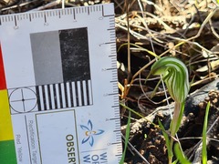 Pterostylis robusta