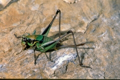 Eupholidoptera chabrieri