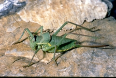 Ephippiger terrestris