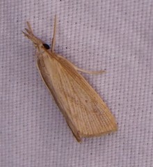 Diatraea evanescens