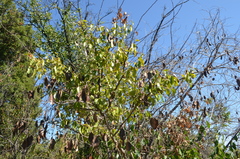Azara petiolaris