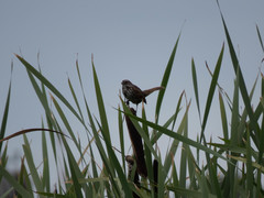 Melospiza melodia