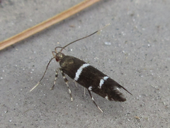 Labdia antennella