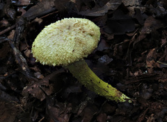 Pulveroboletus