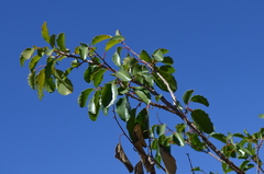 Azara petiolaris