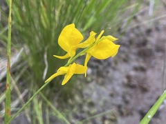 Utricularia cornuta