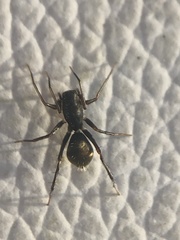 Myrmecotypus fuliginosus