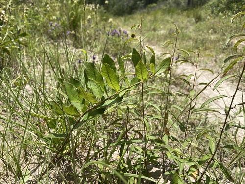 Asclepias tonkawae (Asclepias tonkawae)