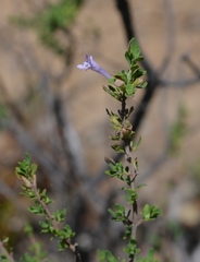 Clinopodium chilense