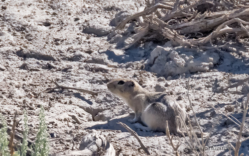 Piute Ground Squirrel