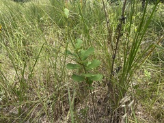Asclepias tomentosa