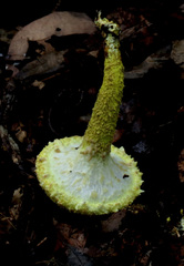 Pulveroboletus