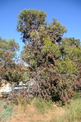 Eucalyptus albopurpurea