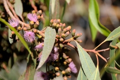 Eucalyptus albopurpurea