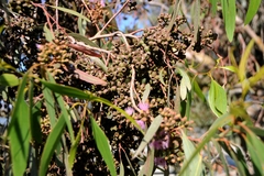 Eucalyptus albopurpurea