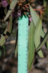 Eucalyptus albopurpurea