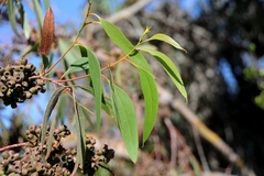 Eucalyptus albopurpurea