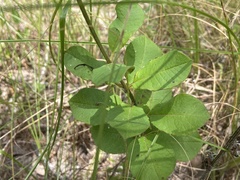Asclepias tomentosa