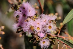 Eucalyptus albopurpurea