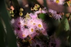 Eucalyptus albopurpurea