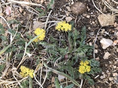 Oreoxis alpina