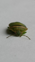 Piezodorus oceanicus