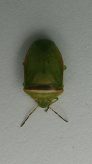 Piezodorus oceanicus