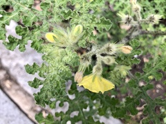 Solanum fructu-tecto