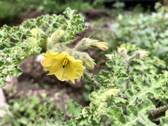 Solanum fructu-tecto