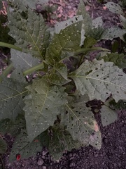 Nicandra physalodes