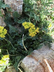 Oreoxis alpina