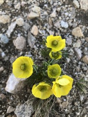 Ranunculus adoneus