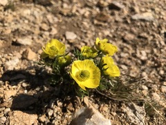 Ranunculus adoneus