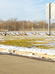 Branta canadensis