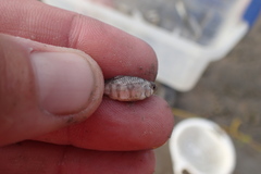 Cyprinodon variegatus variegatus