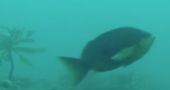 Caesioperca lepidoptera