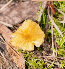 Entoloma rodwayi