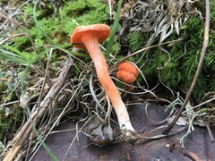 Cantharellus corallinus