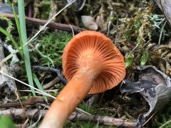 Cantharellus corallinus