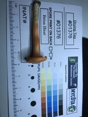 Cantharellus corallinus