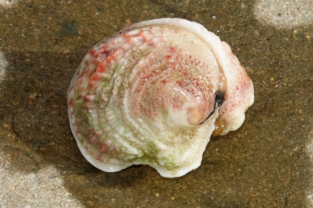 Rough Jewel-box Clam
