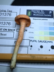 Cantharellus corallinus