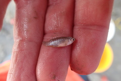 Poecilia latipinna